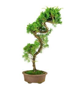 Esemplare 2 Ginepro...