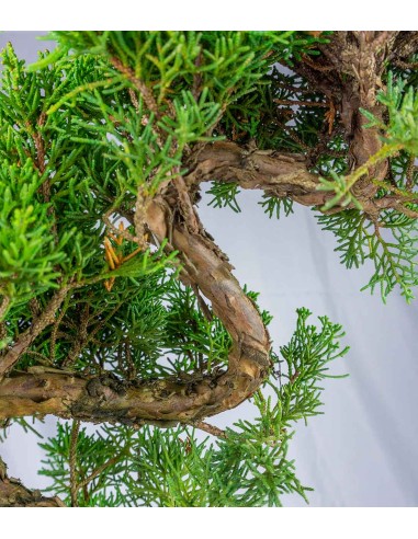 Esemplare 2 Ginepro chinensis giapponese