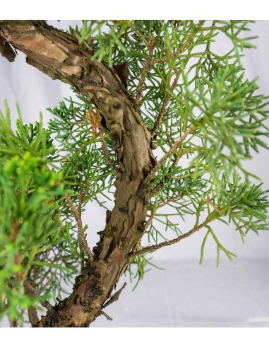 Esemplare 2 Ginepro chinensis giapponese