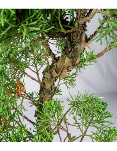 Esemplare 2 Ginepro chinensis giapponese