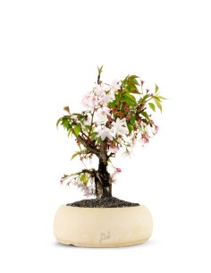 Ciliegio Giapponese Bonsai