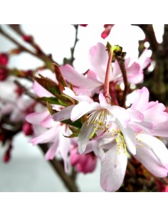 Ciliegio Giapponese Bonsai 2