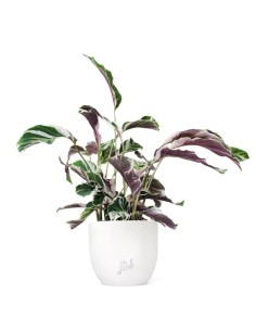Calathea fusion white
