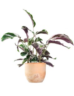 Calathea fusion white 2