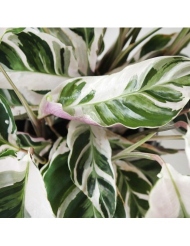 Calathea fusion white