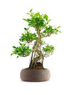 Ficus Retusa bonsai