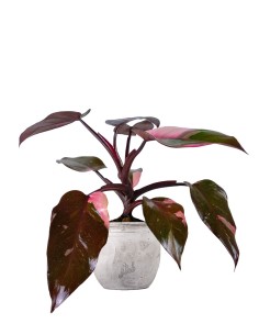 Filodendro Pink Princess