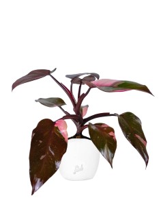 Filodendro Pink Princess 2