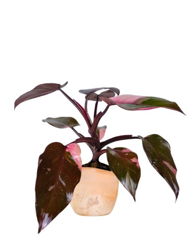 Filodendro Pink Princess