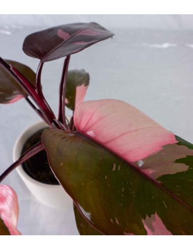 Filodendro Pink Princess