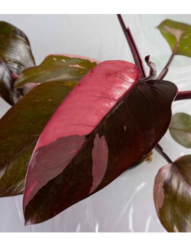 Filodendro Pink Princess