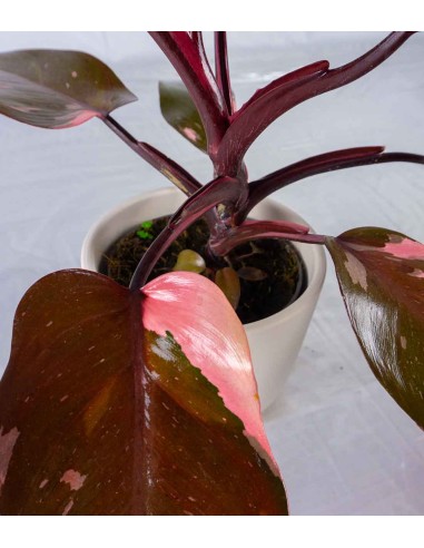 Filodendro Pink Princess