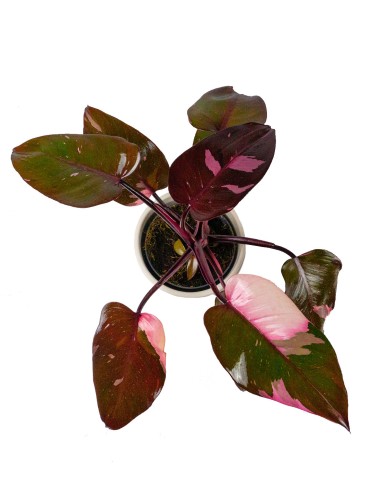 Filodendro Pink Princess