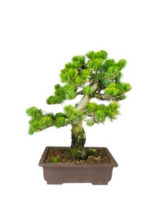 Pinus pentaphylla 24 anni |...