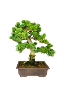 Bonsai Pino pentaphylla 24... 2