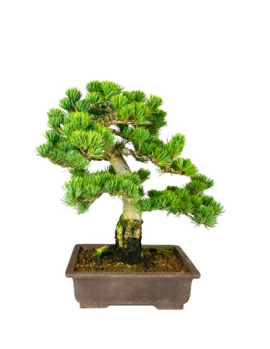 Pinus pentaphylla 24 anni | Esemplare 1