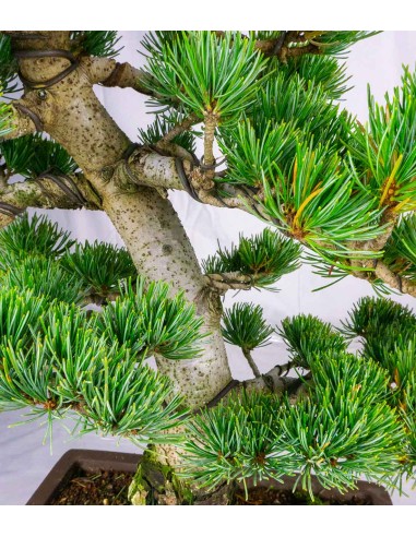 Bonsai Pino pentaphylla 24 anni |...