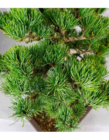 Pinus pentaphylla 24 anni | Esemplare 1