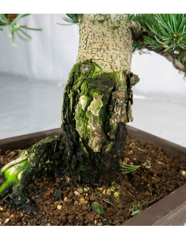 Pinus pentaphylla 24 anni | Esemplare 1
