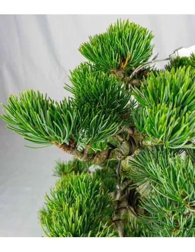 Pinus pentaphylla 24 anni | Esemplare 1