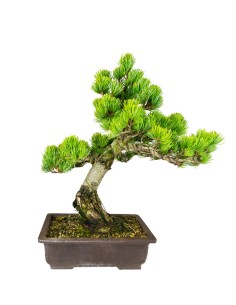 Pinus pentaphylla 24 anni |...