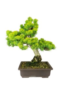 Bonsai Pino pentaphylla 24... 2
