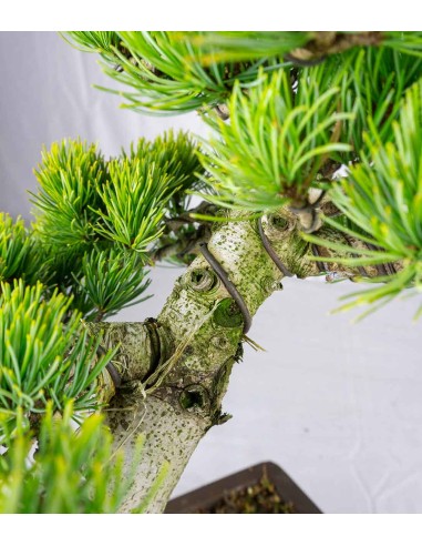 Bonsai Pino pentaphylla 24 anni |...
