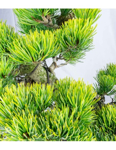 Bonsai Pino pentaphylla 24 anni |...