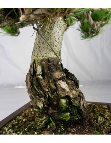 Bonsai Pino pentaphylla 24 anni |...