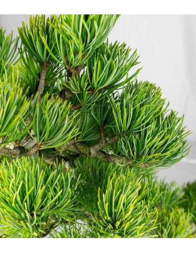 Pinus pentaphylla 24 anni | Esemplare 2