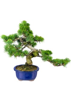 Bonsai esemplare unico Pino...