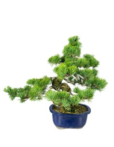 Bonsai esemplare unico Pino... 2