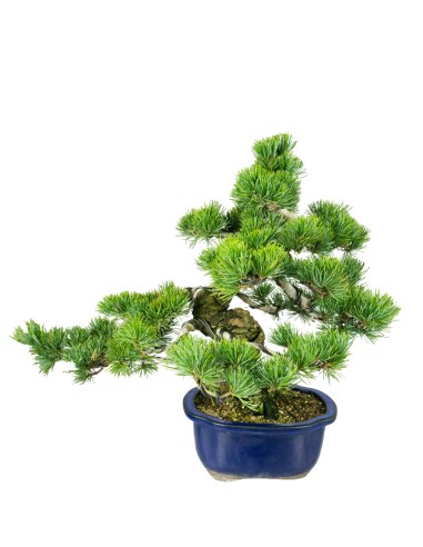 Pinus pentaphylla 25 anni