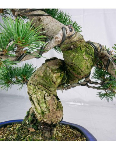 Bonsai esemplare unico Pino...