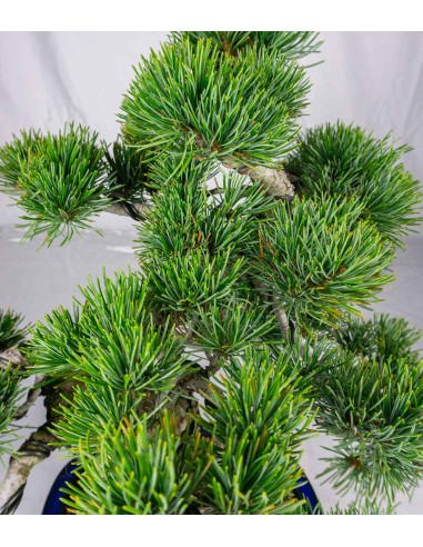 Pinus pentaphylla 25 anni