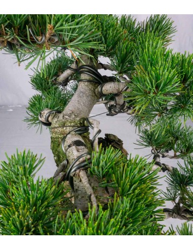 Pinus pentaphylla 25 anni