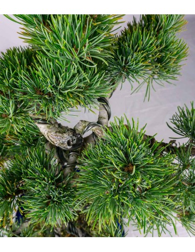 Bonsai esemplare unico Pino...