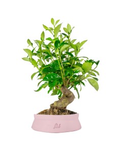 Gardenia Bonsai
