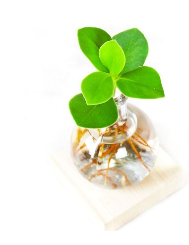 Clusia Sfera con led