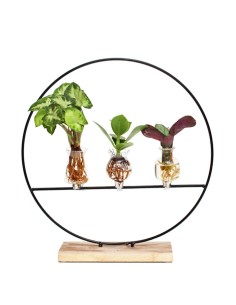 Piante verdi idroponica Mix