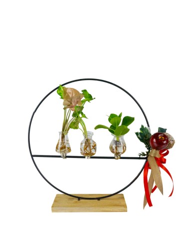 Mix piante verdi design