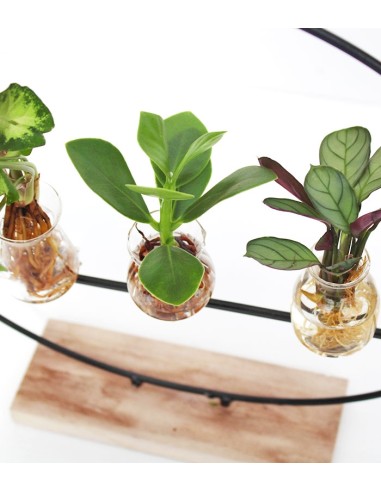 Mix piante verdi design