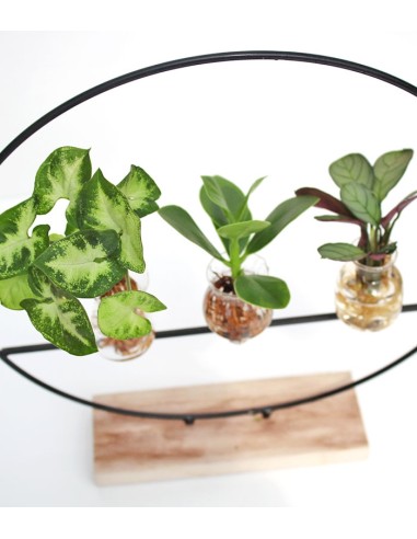 Mix piante verdi design