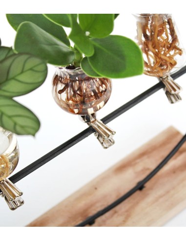 Mix piante verdi design