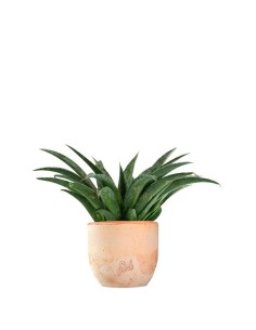 Mangave Pineapple Express