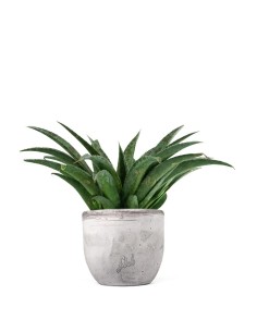 Mangave Pineapple Express 2