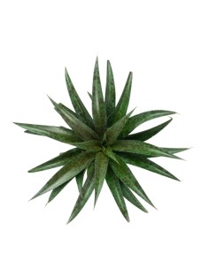 Mangave Pineapple Express 2