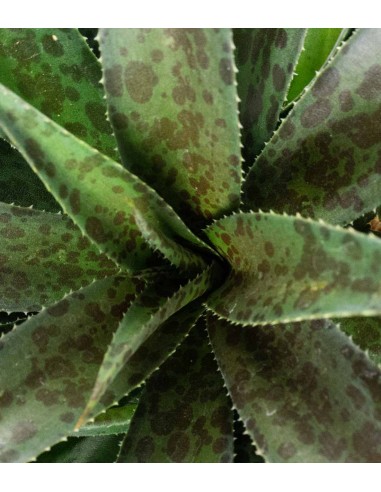 Mangave Pineapple Express