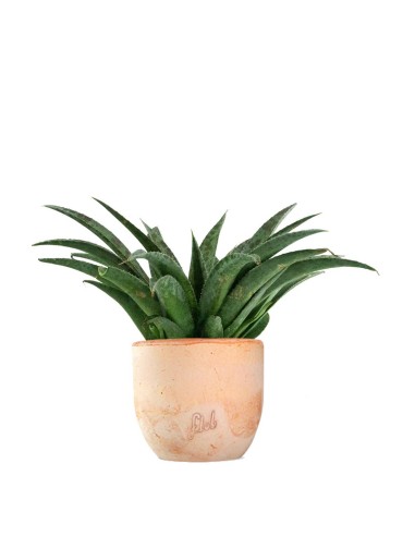 Mangave Pineapple Express