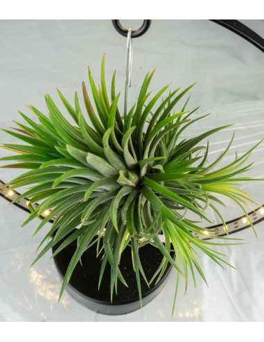 Tillandsia circolare led nero